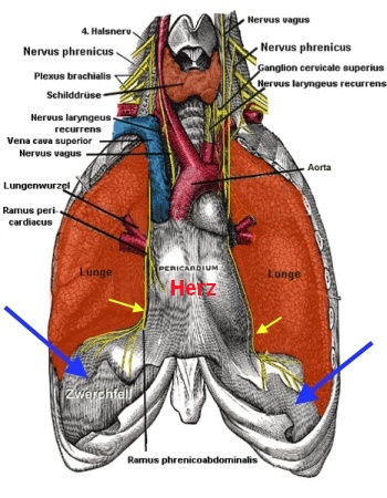 Nervus phrenicus