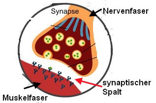 synaptischer Spalt