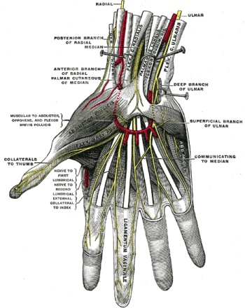 Anatomie Karpaltunnel