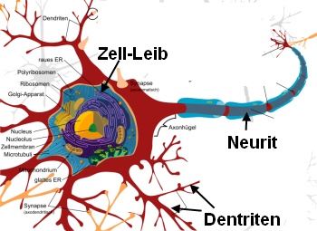 Nervenzelle mit Myelinscheide
