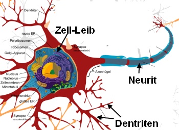 Neuron