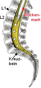 Rückenmark im LWS bereich