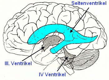 Hirnventrikel