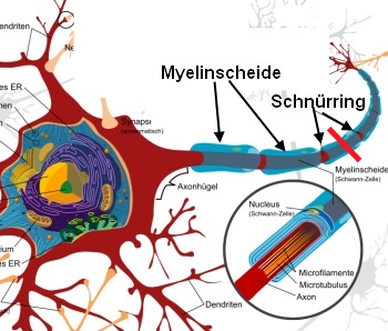 Nervenfaser mit Markscheide