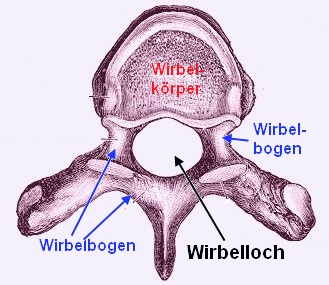 Wirbel