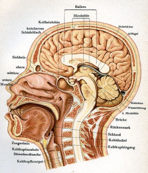 ZNS (zentrales Nervensystem)