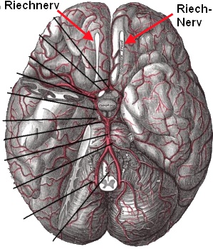 Riechnerv