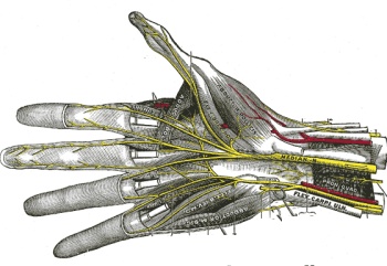 peripheres Nervensystem