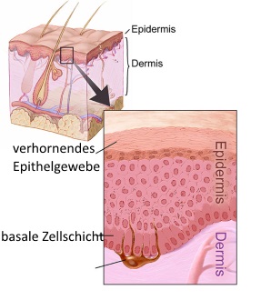 Schichten der Haut