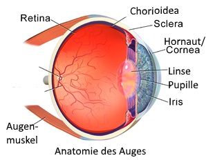 Auge