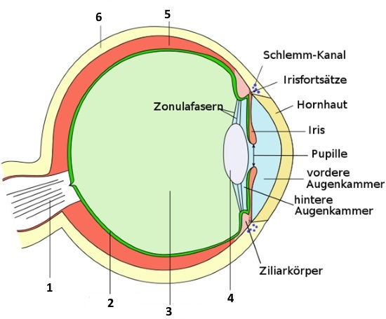 Aufbau des Auges