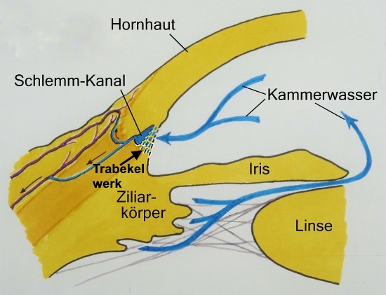 Zirkulation des Kammerwassers im Auge