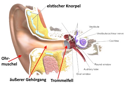 Aufbau des Ohres