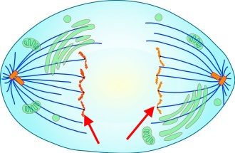 Anaphase der Mitose