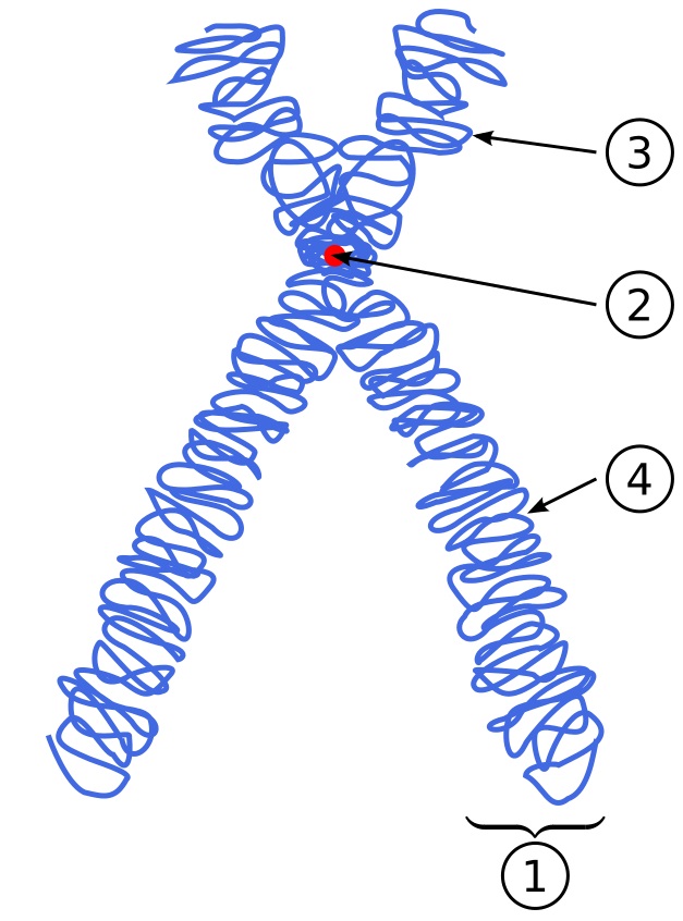Bestandteile des Chromosoms