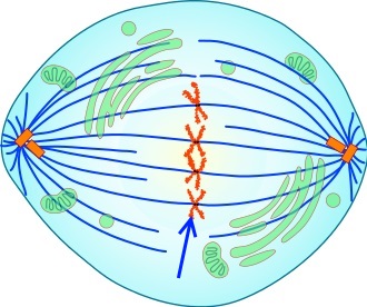 Metaphase der Mitose