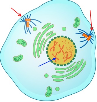 Prophase