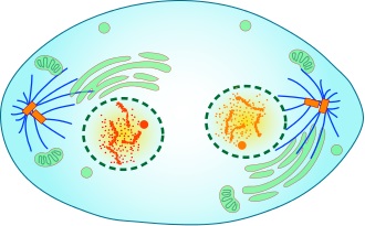 Telophase der Mitose