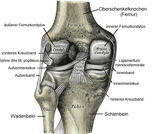 Abb. 2 8 Lagerung und Anatomie des Kniegelenks in Ansicht von