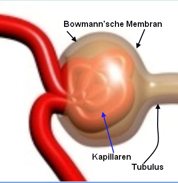 Glomerulus mit Bowmann-Kapsel