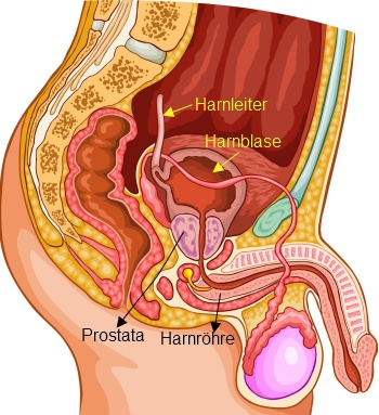 Harnröhre und Prostata