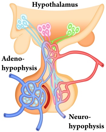 Zwischenhirn (Hypothalamus) mit Hypophyse