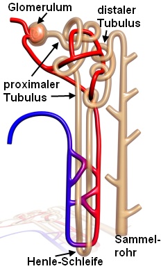 Nephron mit Glomerulus und Tubulus-System