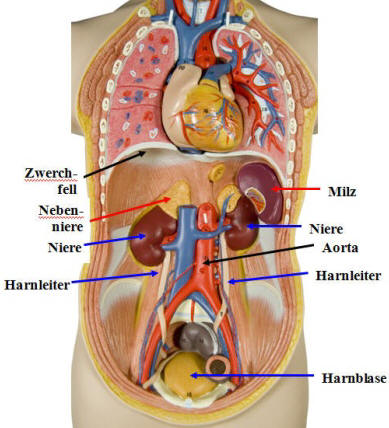 Niere und Harnleiter (Urether)